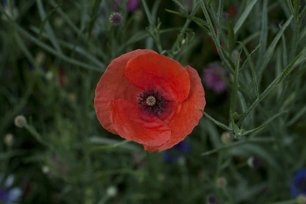 BL_mohn
