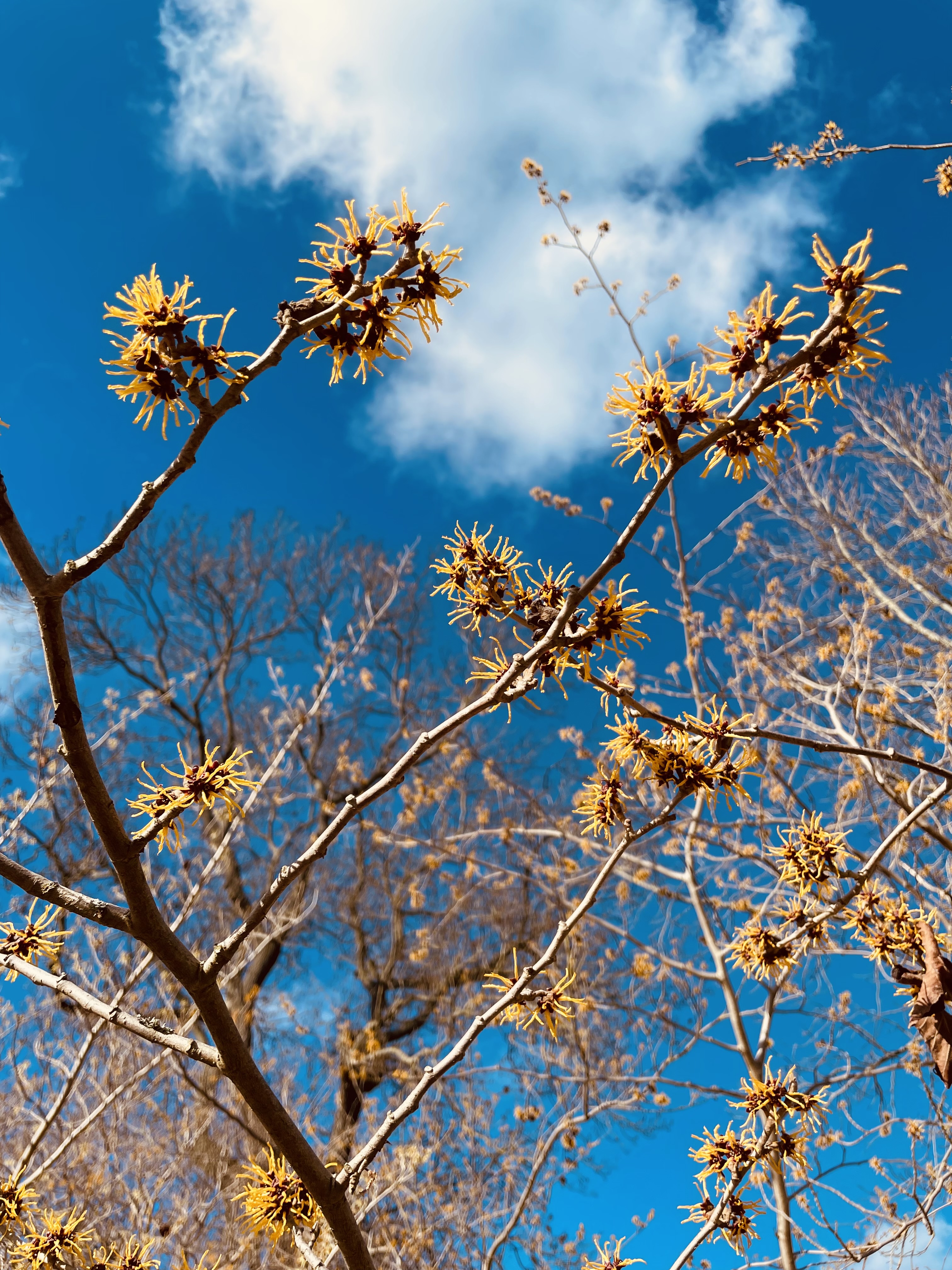 Witchhazel
