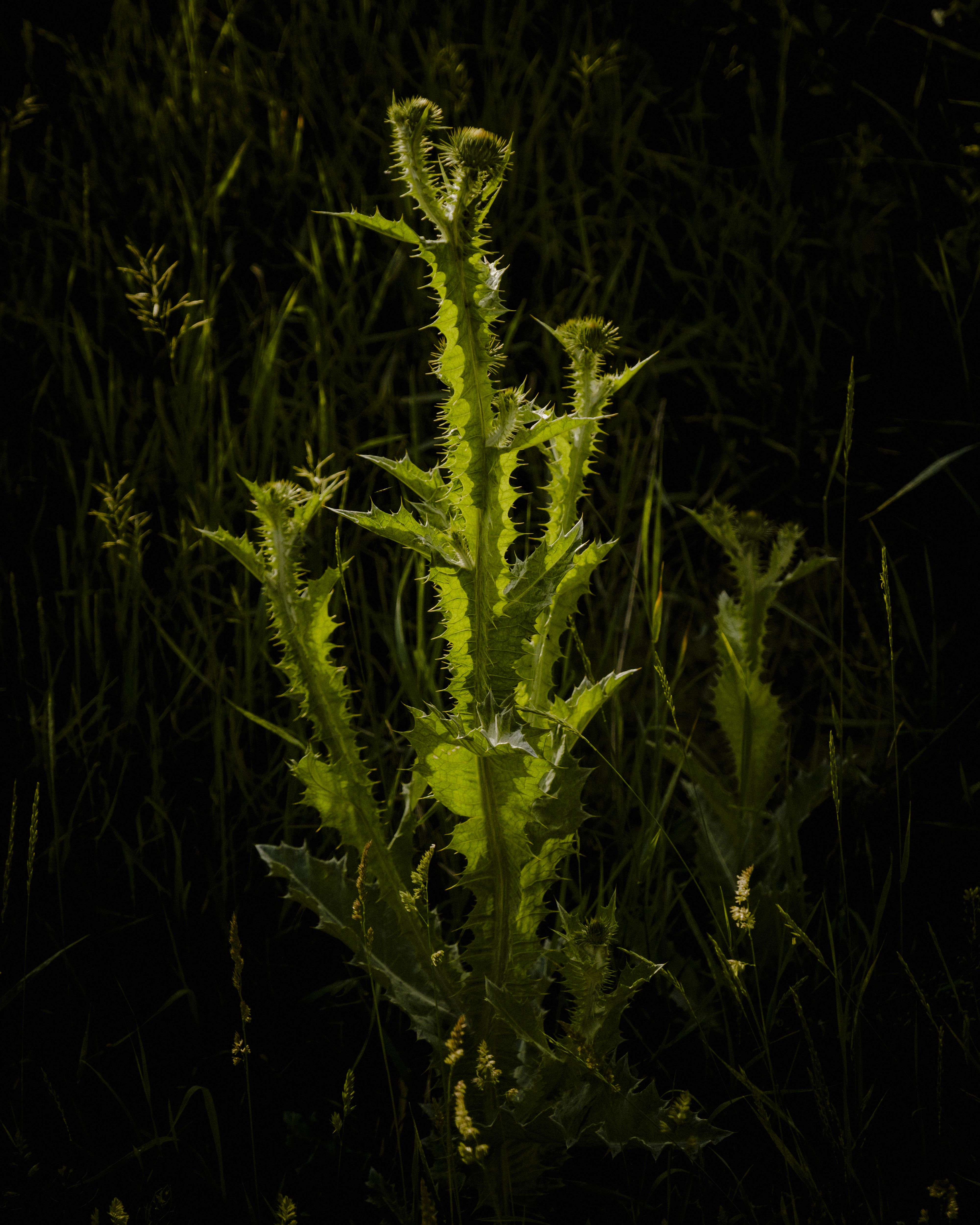 _DSF3251